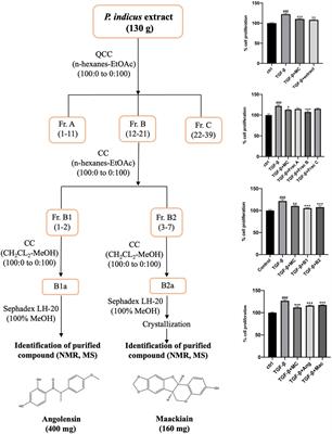 Bioassay-guided isolation of two antiproliferative metabolites from Pterocarpus indicus Willd. against TGF-β-induced prostate stromal cells (WPMY-1) proliferation via PI3K/AKT signaling pathway